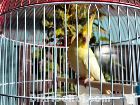 Cockatiel bird